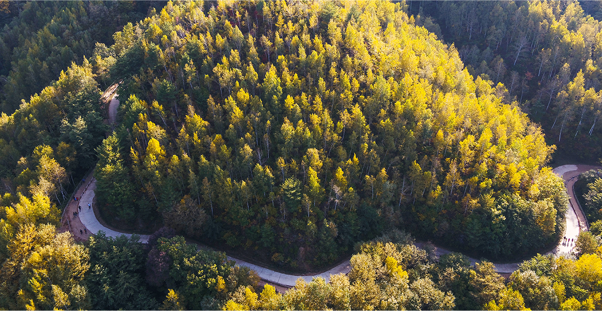 자작나무 숲 항공사진