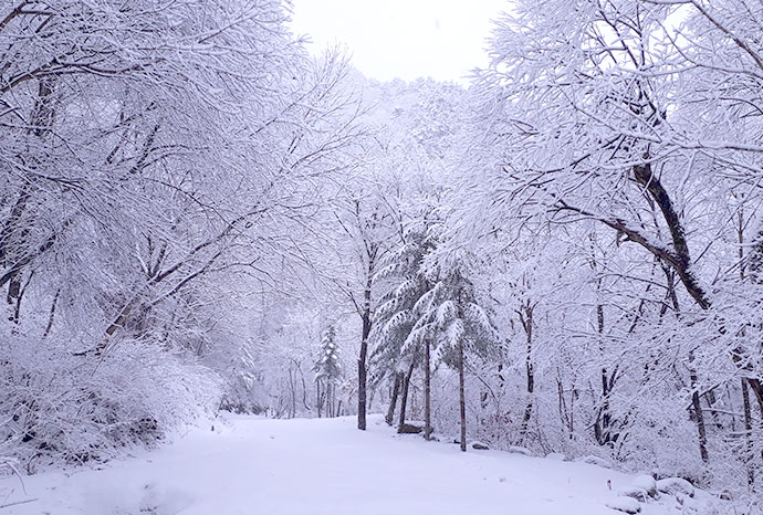 눈덮인 방태산나무 사진
