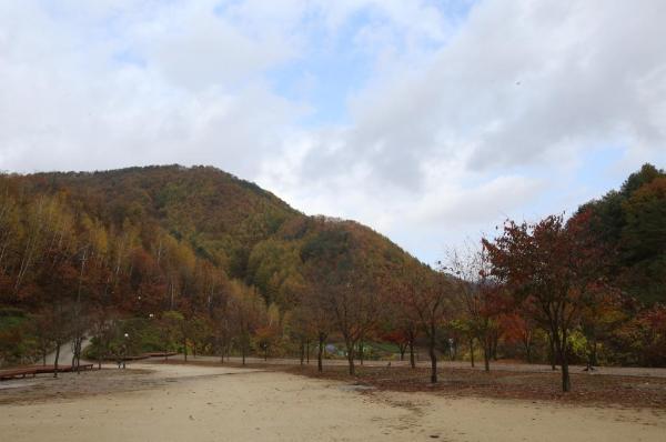 수산리 자작나무숲 이미지 2