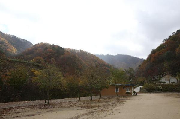 수산리 자작나무숲 이미지 5