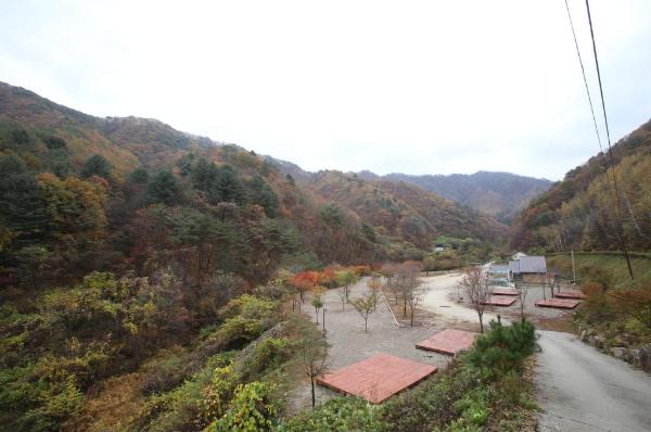 수산리 자작나무숲 이미지 6