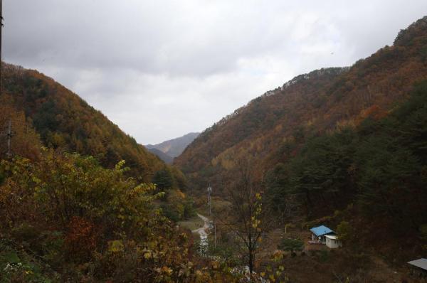 수산리 자작나무숲 이미지 7