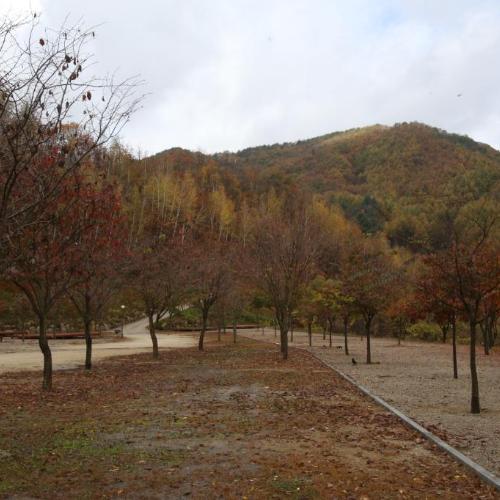 수산리 자작나무숲 대표 이미지