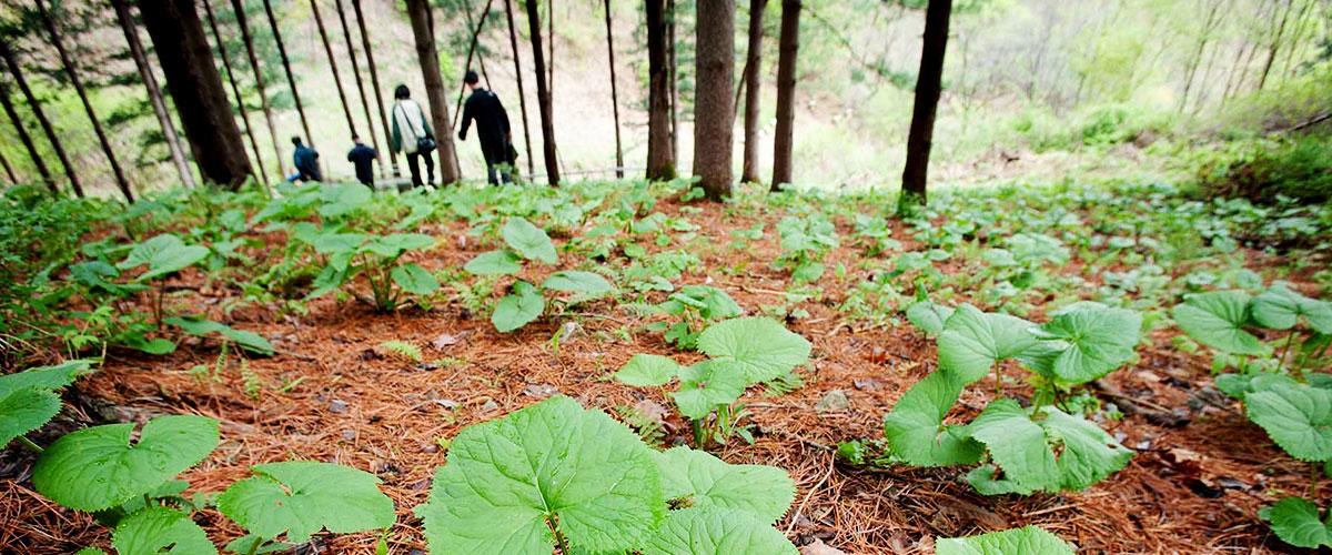 곰취 두번째 서브 이미지