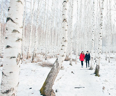 겨울에 더 빛나는 하얀 풍경 - 원대리 자작나무숲 사진